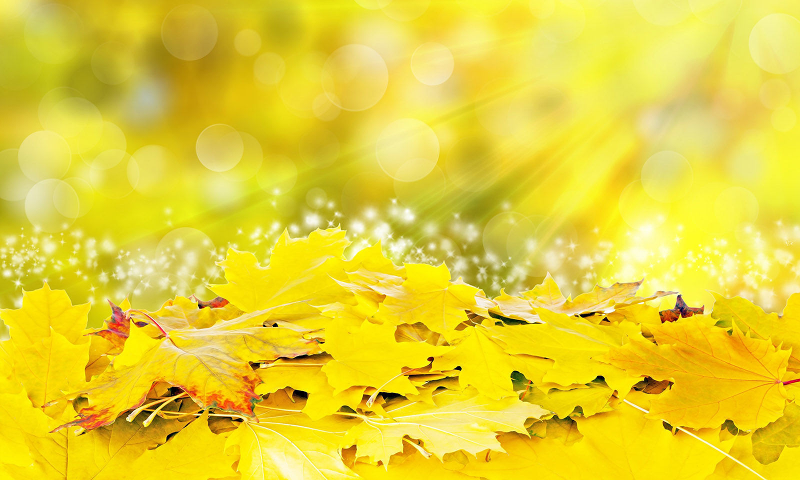 разное природа лампа цветы желтые осень загрузить