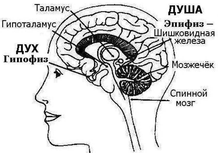 Мозг находится в голове. Гипоталамус таламус гипофиз эпифиз. Строение головного мозга эпифиз. Гипофиз таламус шишковидная железа. Гипофиз и эпифиз рисунок.