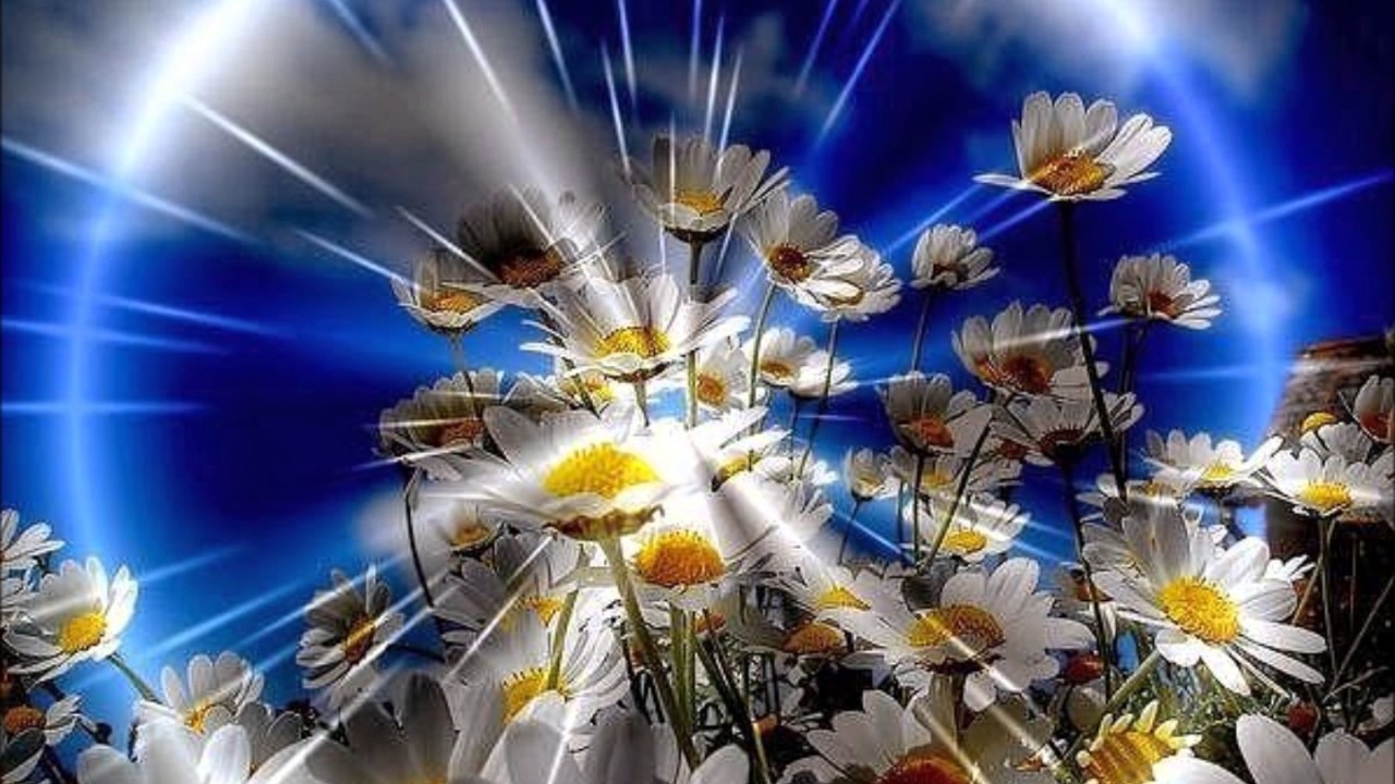 Радости и света в душе. Душевные цветы. Счастье солнце.