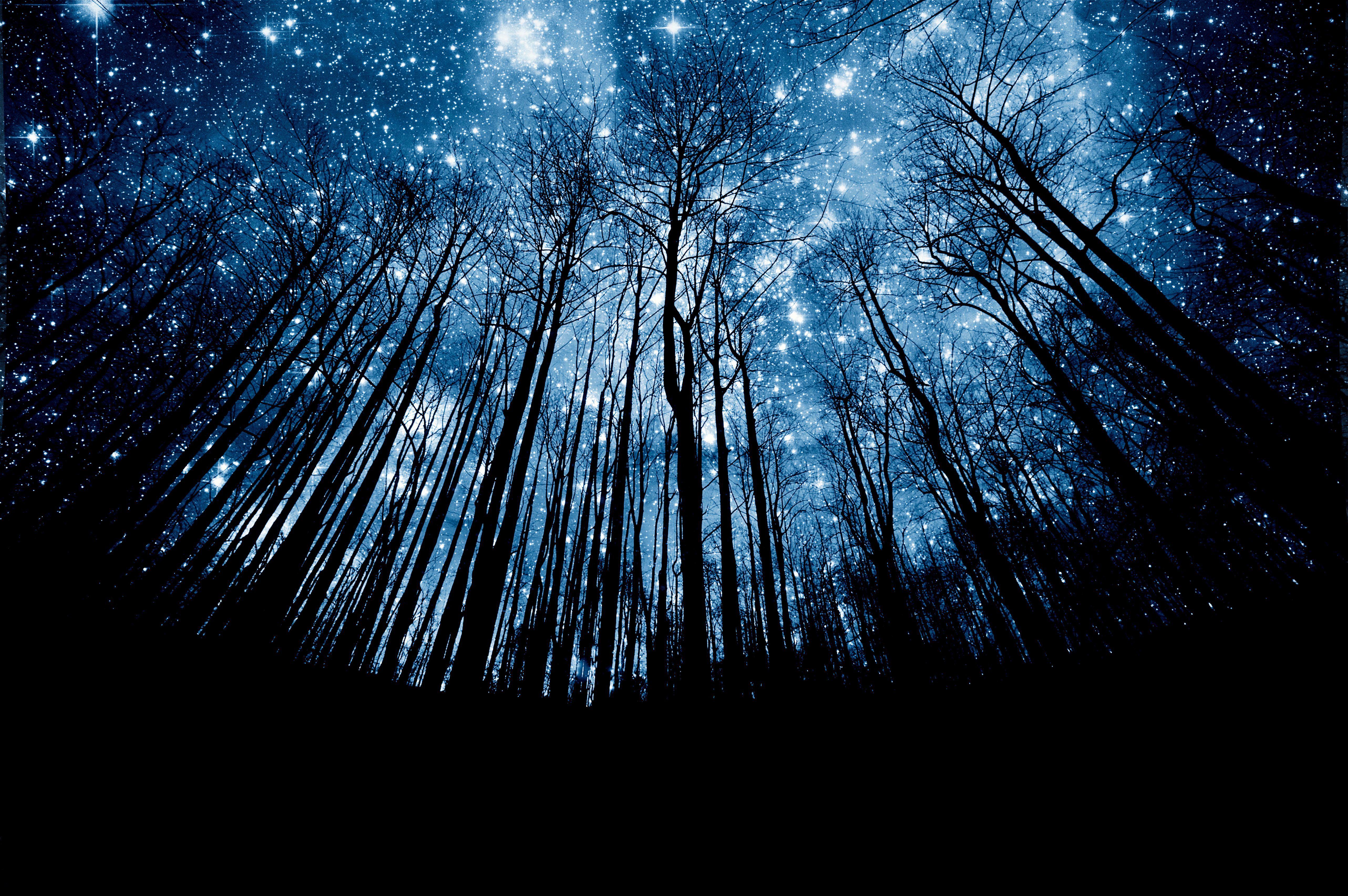 Night's. Радужный лес. Фон Радужного леса. Обои с радужными деревьями. Ночное небо.